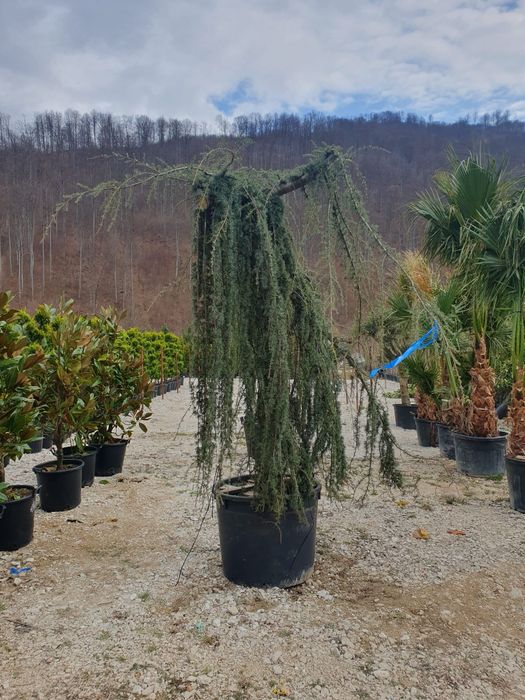 Tot ce ai nevoie pentru grădina ta – Thuja, Chiparos, Arțar, Trandafir