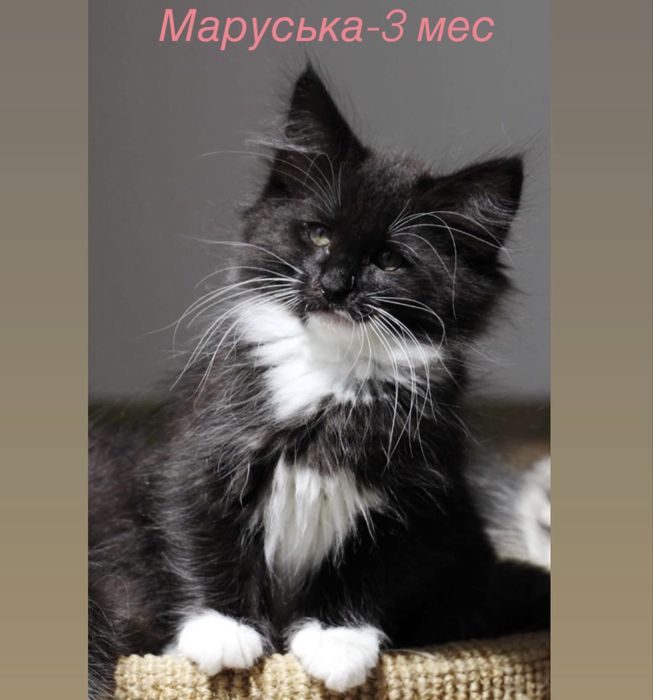 Маруська-3 месяца