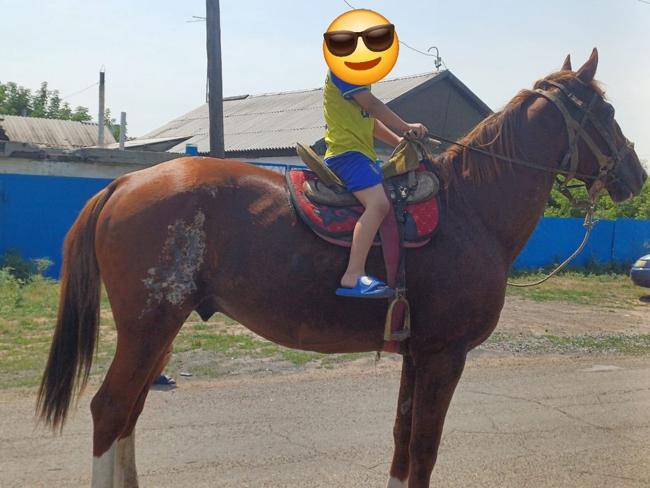 Продам жеребца Айгыр