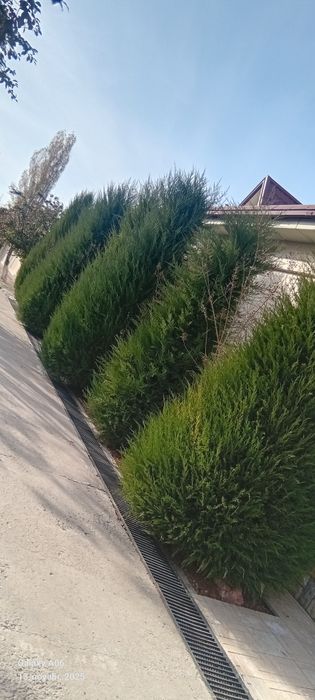 Archa xar xil mevali daraxlani kesish ularga chiroyli shakll berish