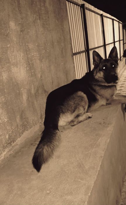 Продаётся овчарки