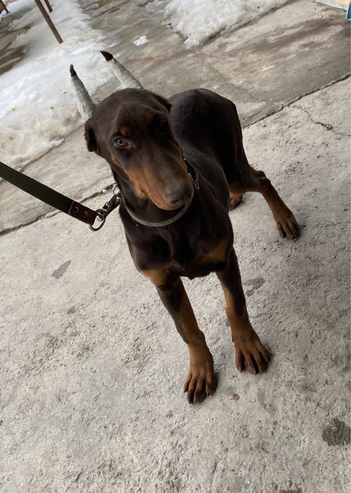 Продаю щенка добермана