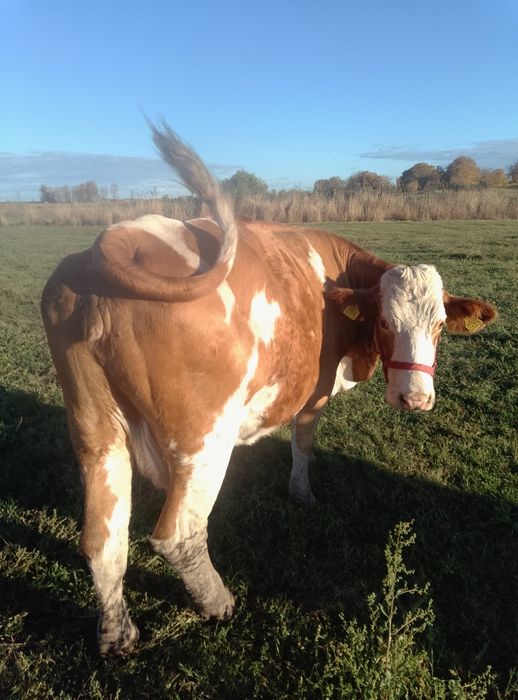 Vând vaci și vitei