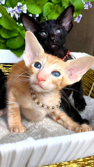 Эксклюзивные Ориентальные котятки