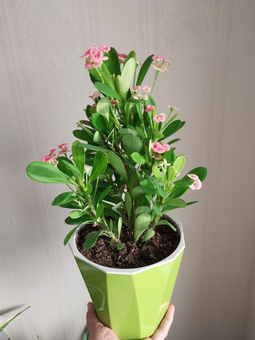 Молочай Милиуса цветущий