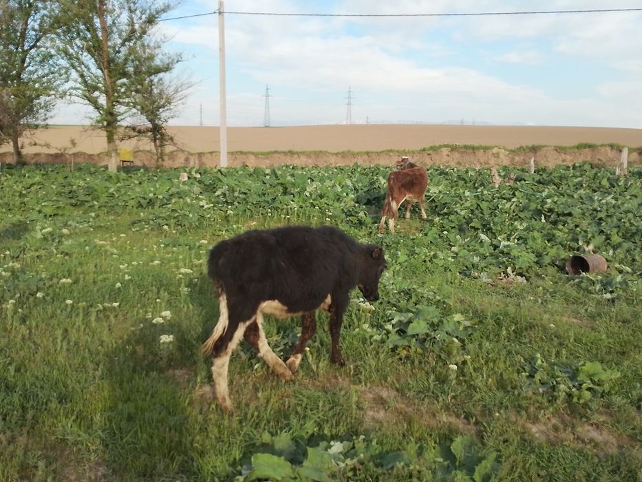 Таналар сатылады
