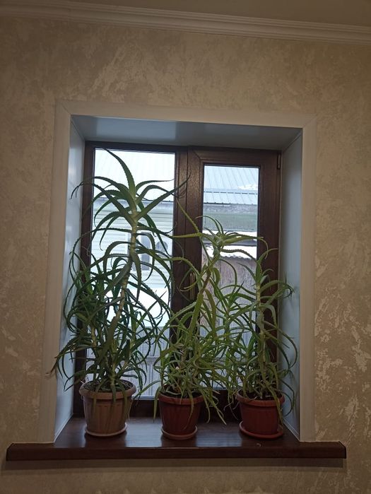 Продам Алоэ Вера