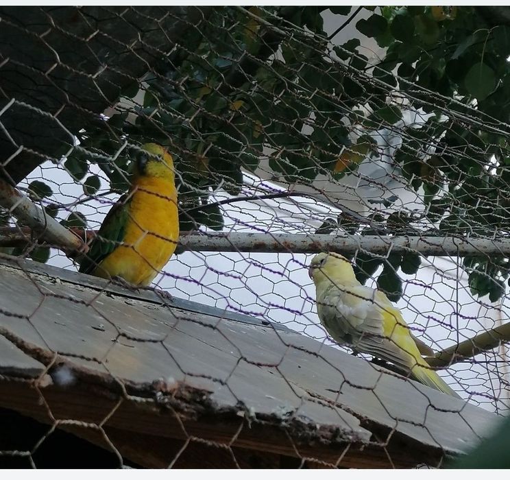 Vând papagali cântători