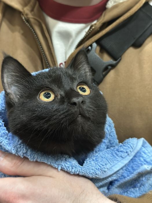 Отдам чёрную кошечку в добрые руки!