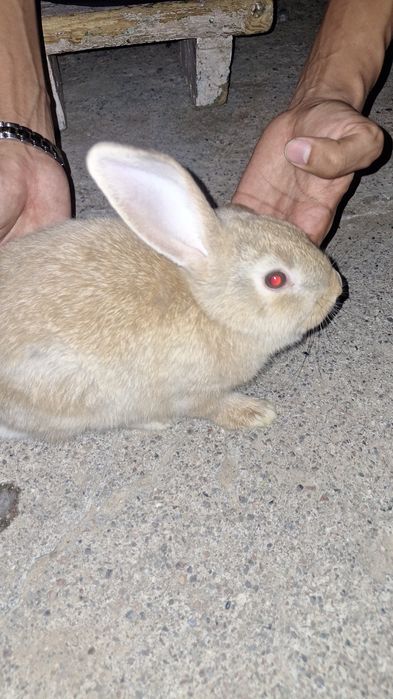 Кролики Баран(quyon)(baran)