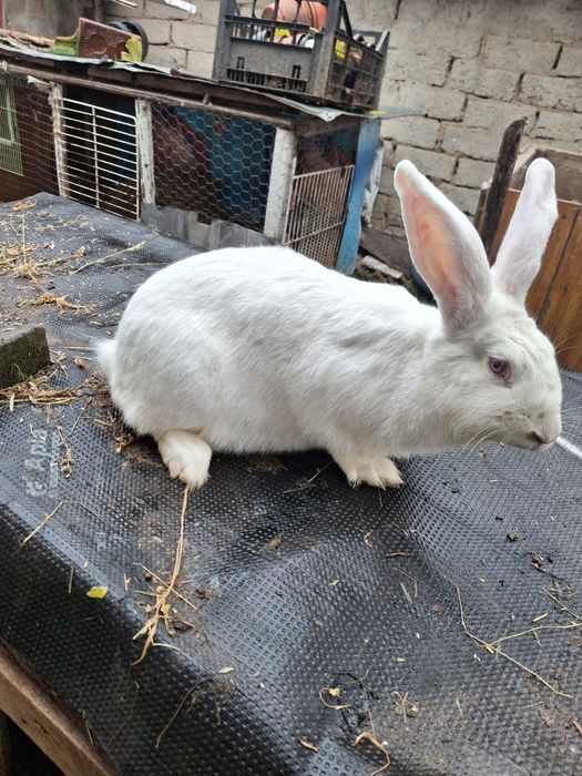 Iepuri rasă mare disponibili