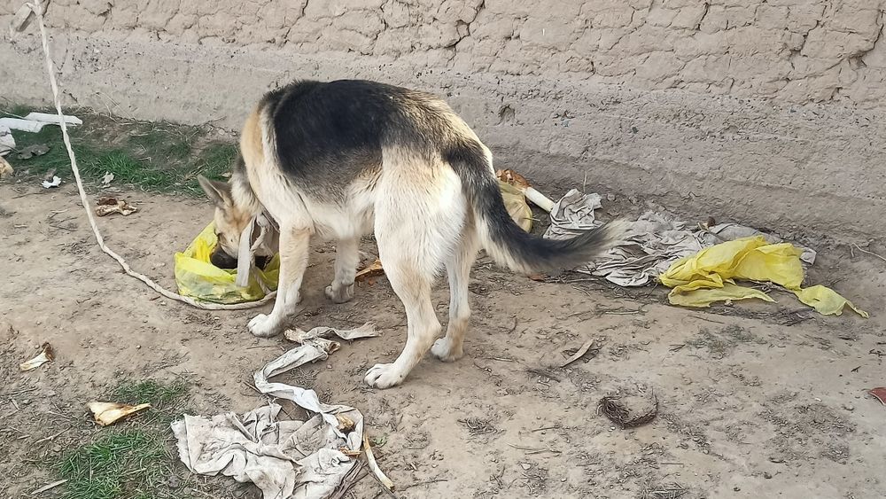 Сотилади Афчарка каршида нархини келишамиз