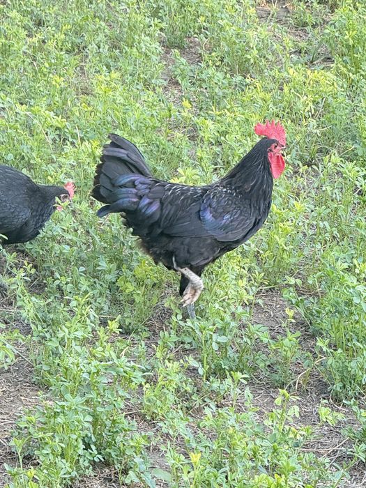 Xoʻroz sotiladi.