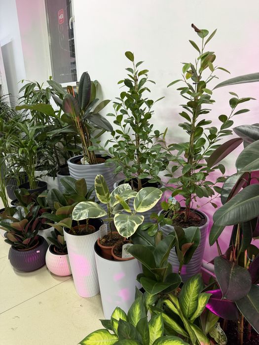 Комнатные растения