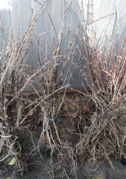 Butasi aronia, afin, coacaz