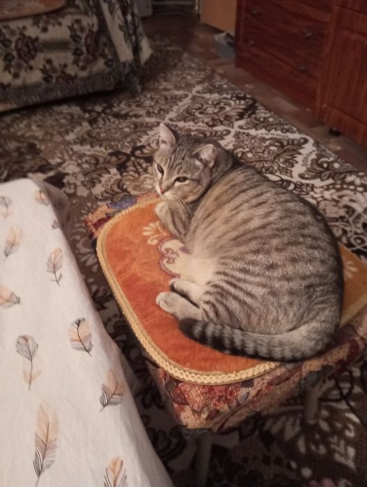 кот кастрированый