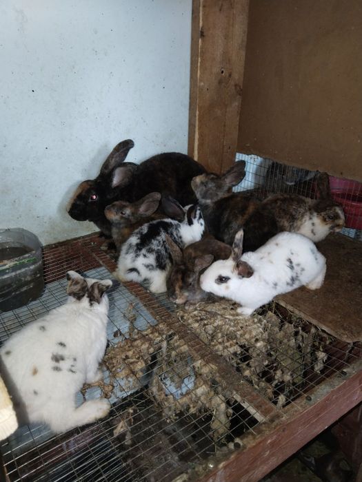 Хар хир пародали куйонлар сотилади