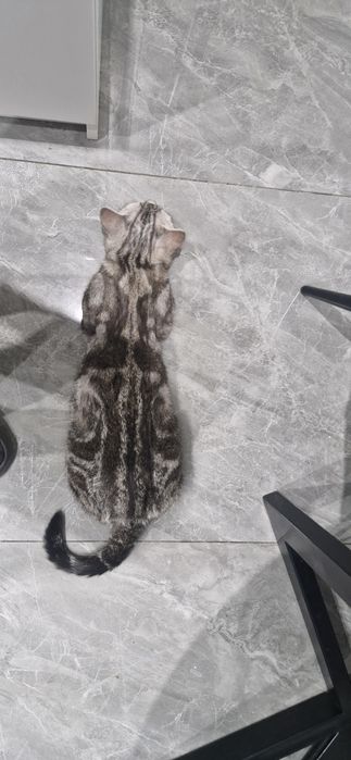 Отдам кошку в добрые руки!!!