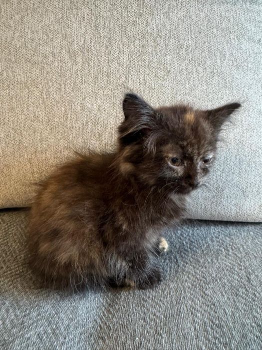 Отдам котят в хорошие руки