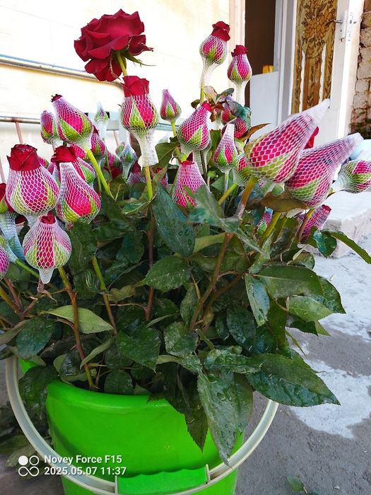 Gʻunchali Atirgullar 2000 Soʻm