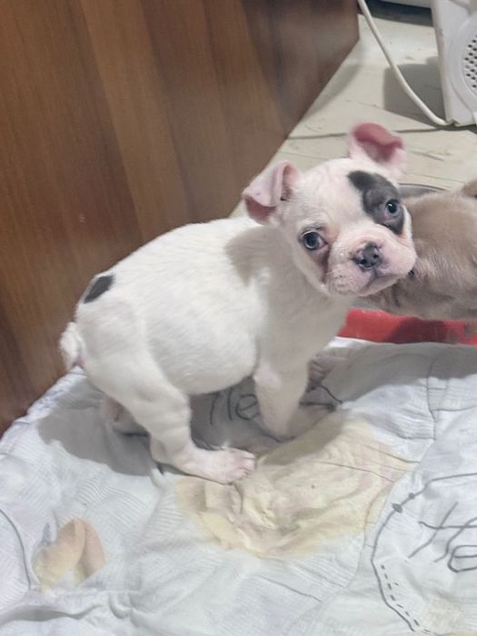 Френски Булдог Кученцa