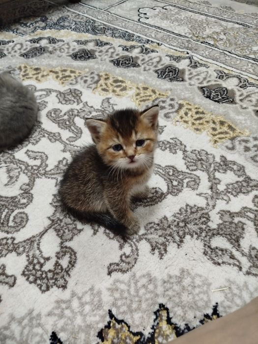 Сотилади тоза зоти онаси фолд отаси Шиншилла  1ярим ойли