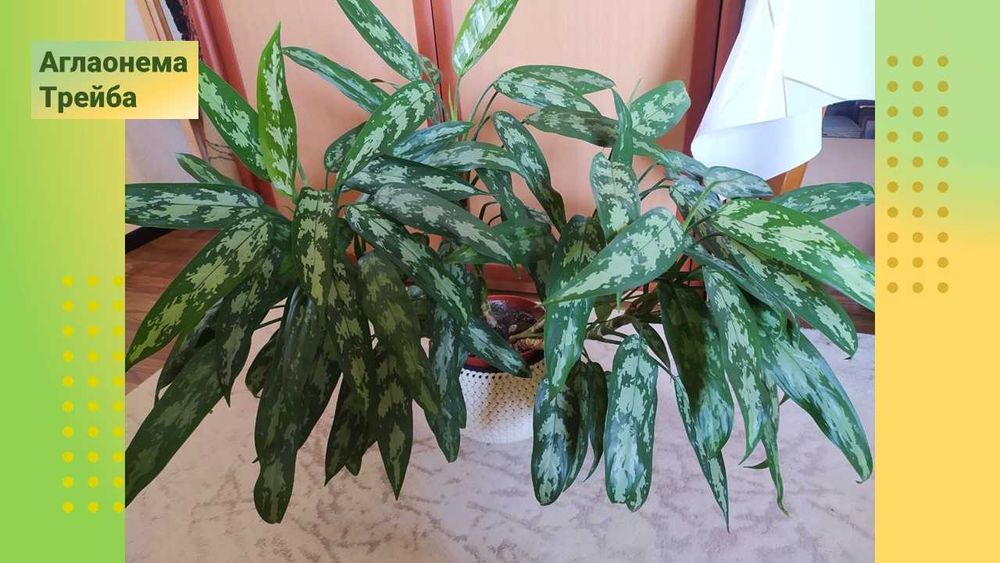 Стеллаж для фиалок со стеклянными полками