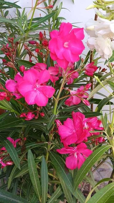 Зокум - различни цветове и големини закум, лян олеандър