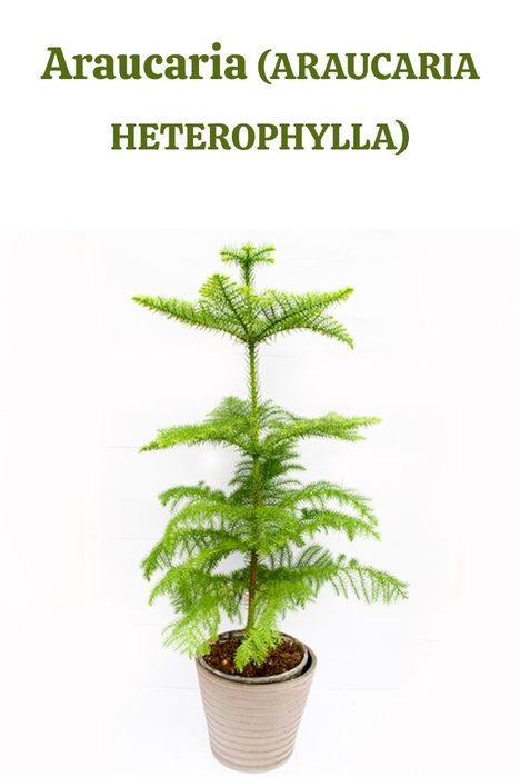 Vând conifer ornamental in ghiveci  Înălțime 2,30 metri