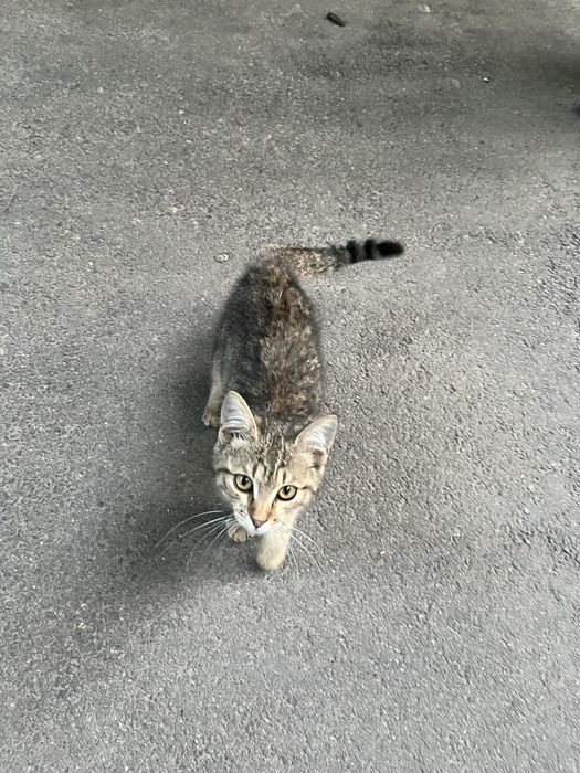 Дарю котенка девочку