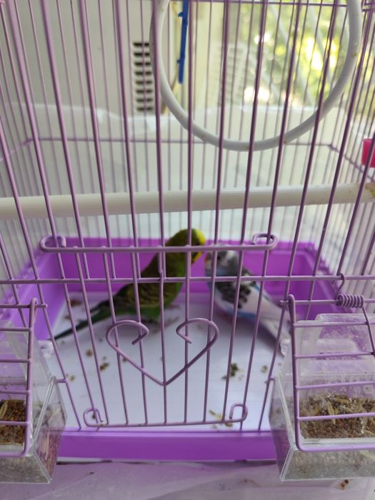 Продам 2 попугая с клеткой