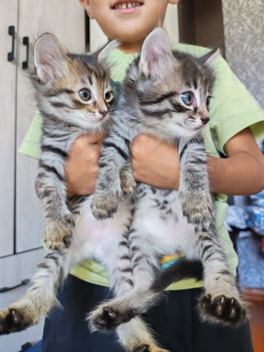 Отдам котят бесплатно