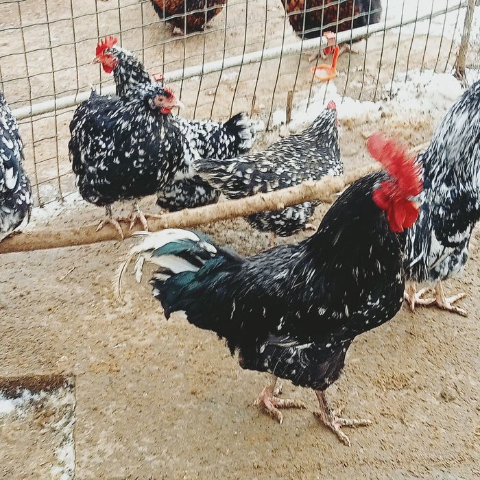 Инкубационные яйца лакенфельдер