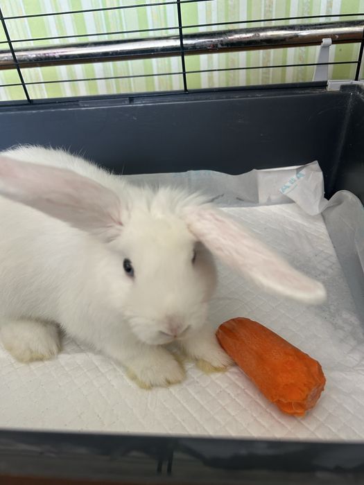 Продам декоративного кролика