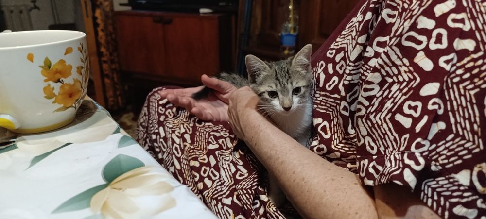 Срочно ищет дом маленький серо-белый котёнок мальчик!