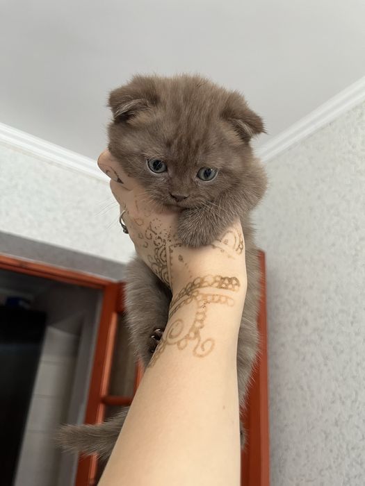 Продается шикарная шотландка