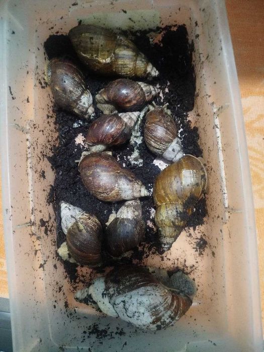 Ulitka ideal holatda zor boqilgan