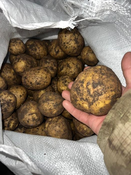 Картошка оптом  с Макинска