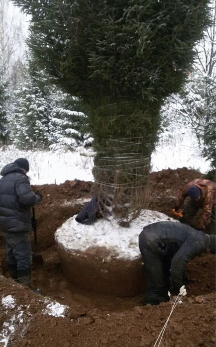 КРУПНОМЕРЫ: сосны, ели голубые, ели сибриские