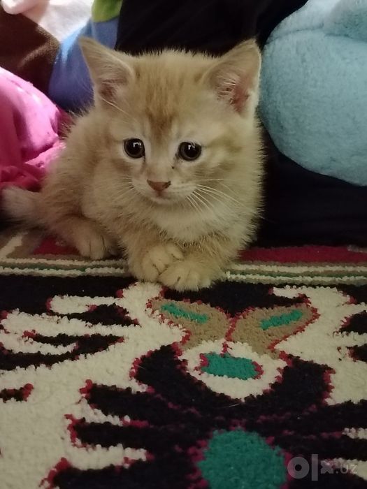 Zor pishik la mehribon