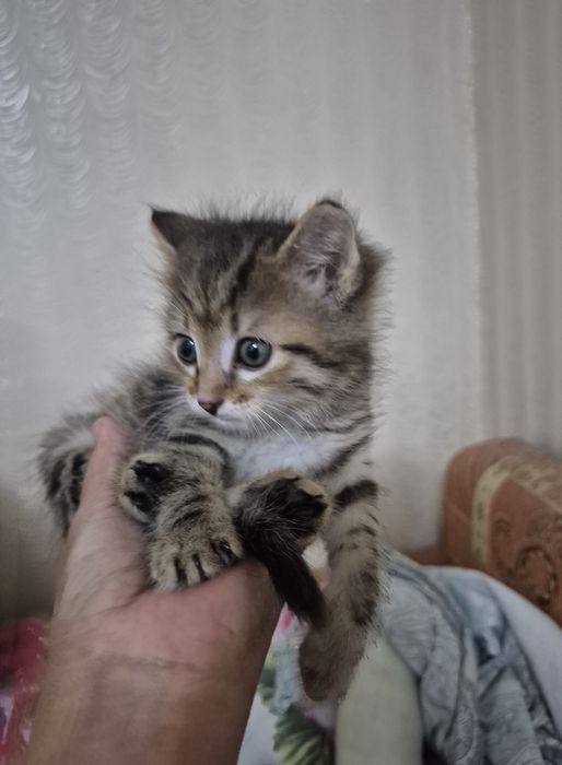 Отдам котёнка в добрые руки