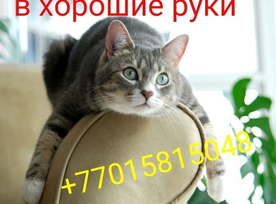 Кошечки разного возраста