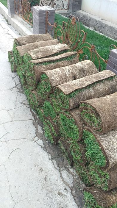 Rulonli  gazon optim narxlarda