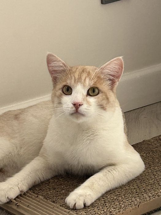 Кот котенок кошка