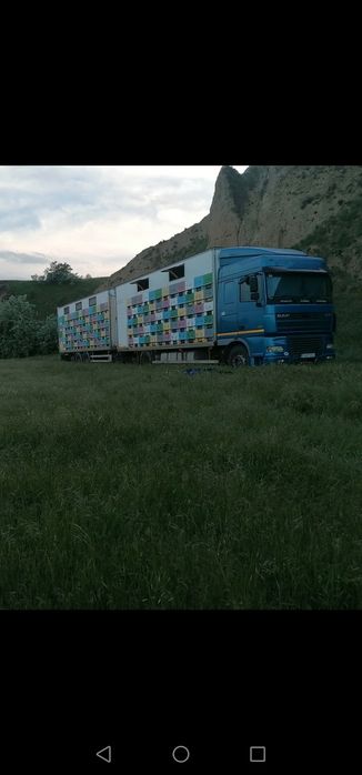 Miere de tei en gross