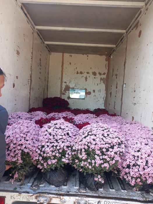 Корейский хризантема.