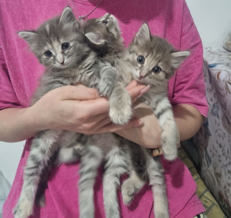 Отдам котят в добрые руки
