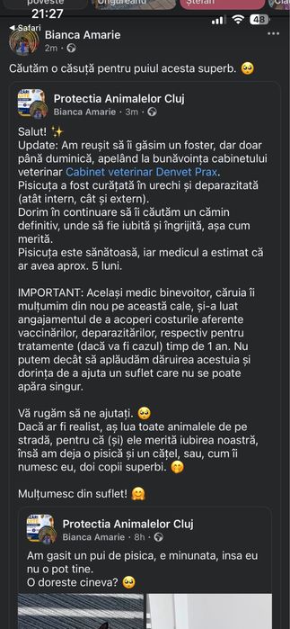 Pui de pisica 5 luni