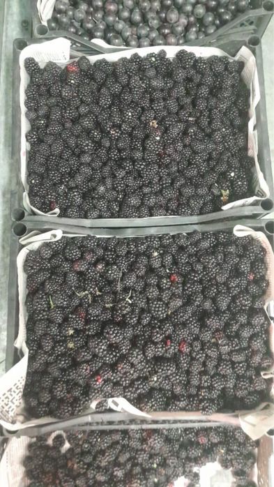 Малинк смородина Ежемалина