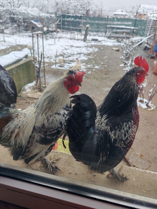 Cocoși pitici diferite culori